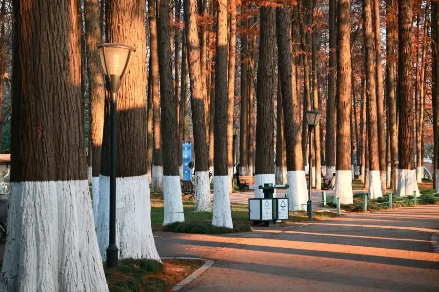 Parkweg mit Baumreihe und weiß gestrichenen Stämmen