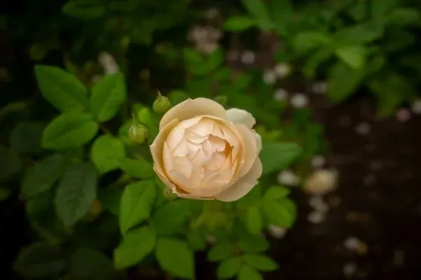 Cremefarbene Rose mit Knospen und grünem Laub