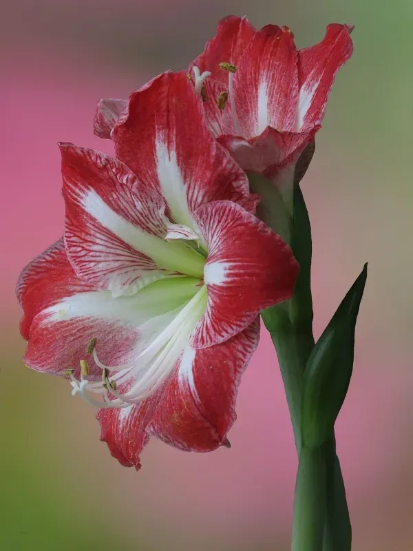 Geöffnete rot-weiße Amaryllisblüten mit markanter Zeichnung stehen an kräftigem grünem Stiel vor weichem Hintergrund