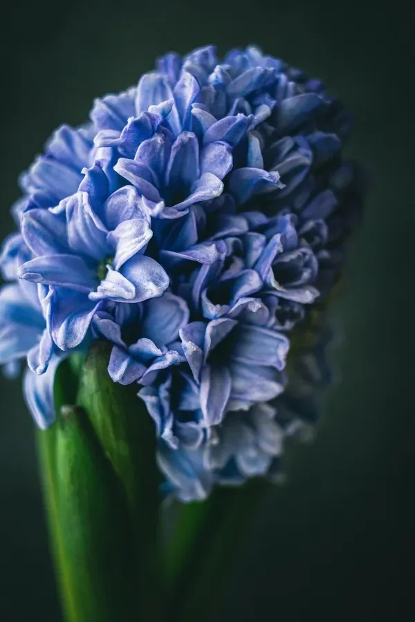 Dicht gefüllte blaue Hyazinthenblüte mit feinen Blütenblättern an grünem Stiel vor dunklem Hintergrund