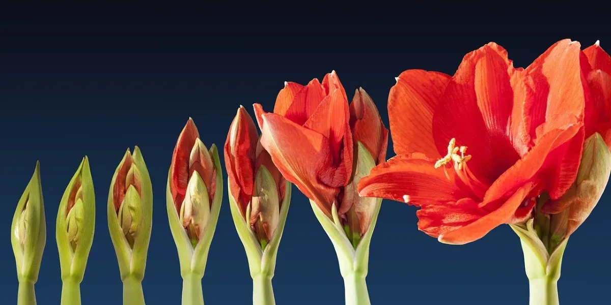 Rote Amaryllis zeigt Entwicklungsstadien von Knospe bis geöffneter Blüte vor dunklem Hintergrund