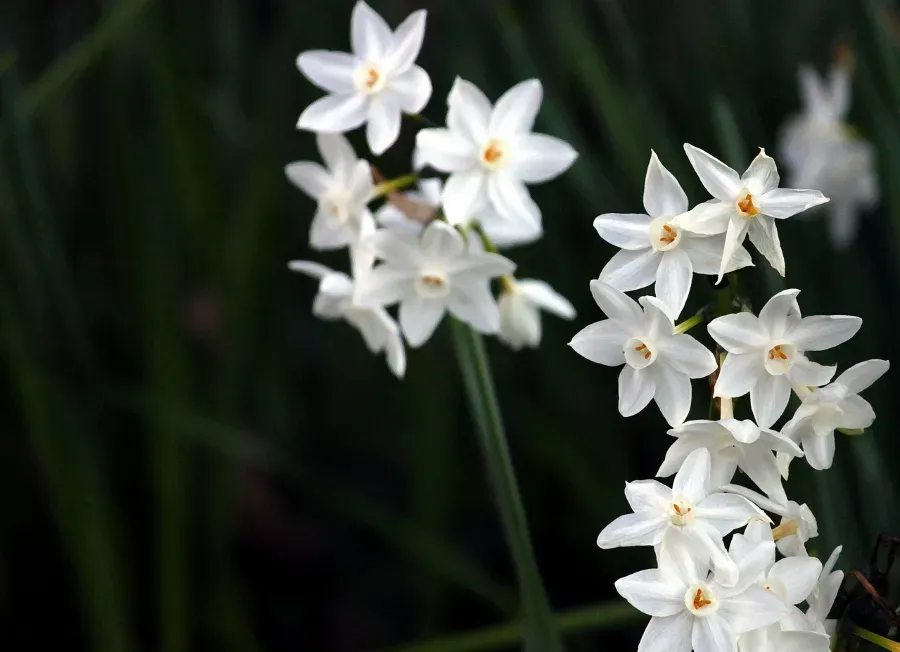 Zarte weiße Narzissenblüten mit gelber Mitte stehen locker an schlanken Stängeln vor dunklem Gartenhintergrund