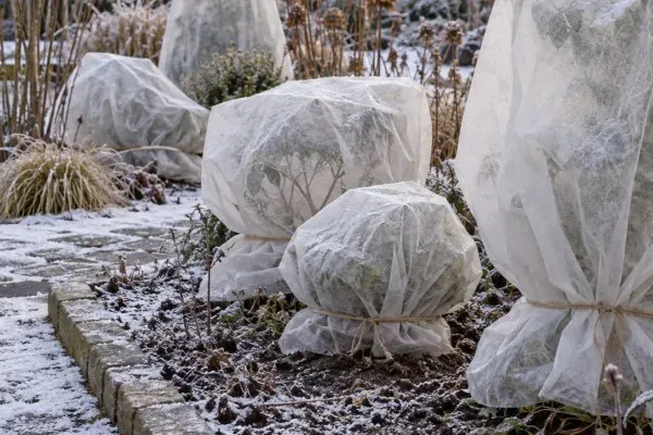 Mit Schutzvlies umhüllte Pflanzen im winterlichen Beet