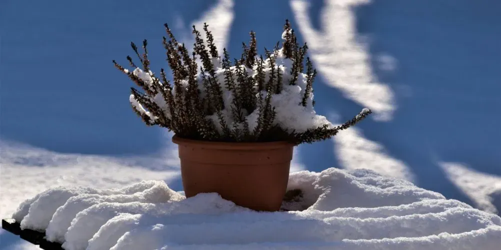 Verschneite Topfpflanze auf einem schneebedeckten Tisch