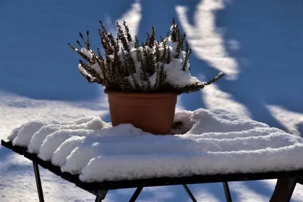 Verschneite Topfpflanze auf einem schneebedeckten Tisch