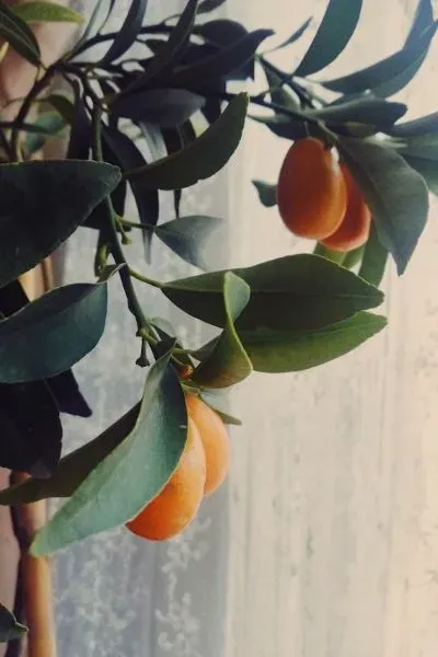 Orangefarbene Zitrusfrüchte zwischen dunklen Blättern