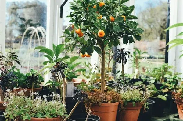 Zitrusbaum mit orangefarbenen Früchten im Wintergarten