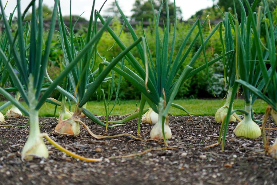 Reife Zwiebeln wachsen mit grünen Röhrenblättern in lockerer Gartenerde im Gemüsebeet
