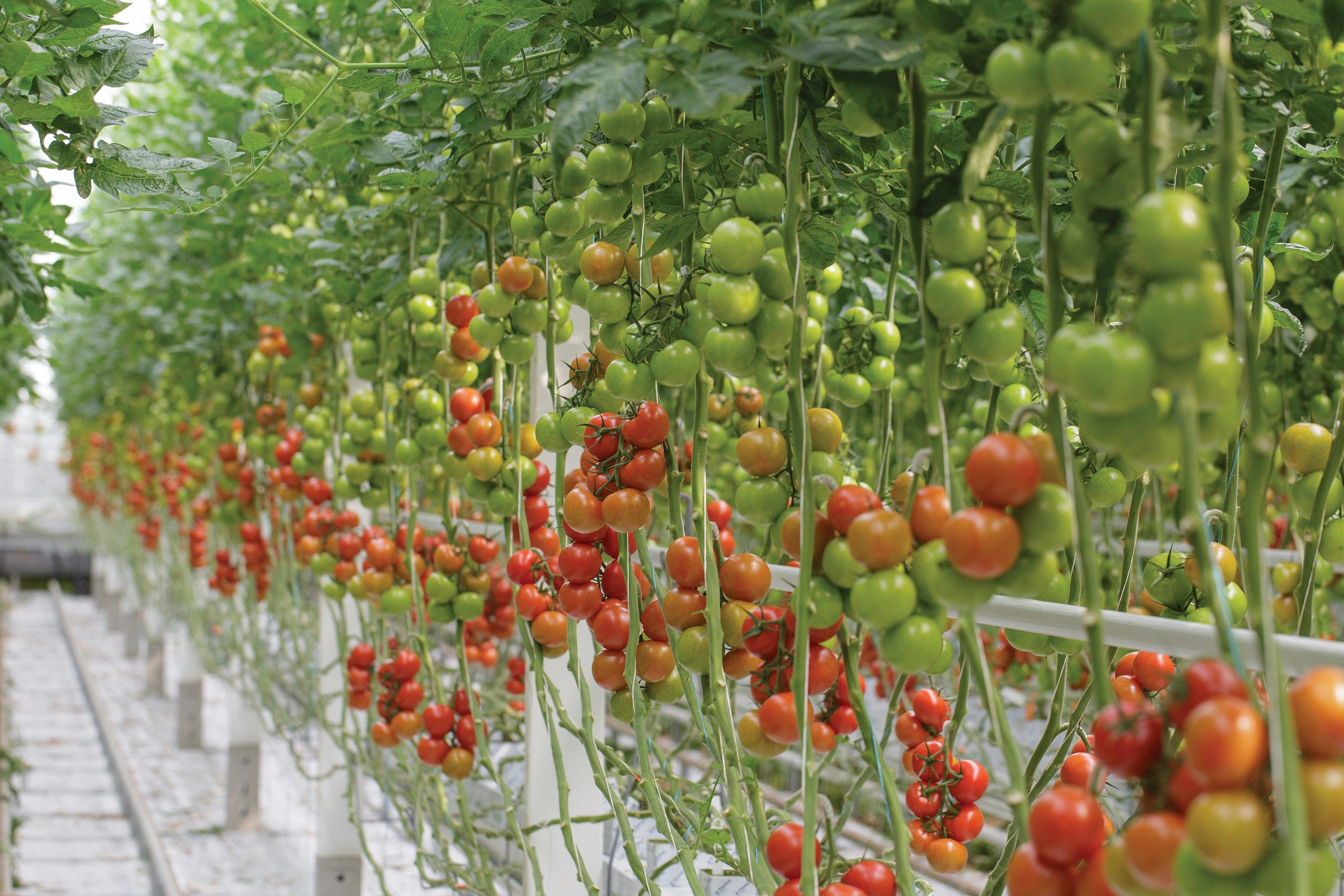 Kirschtomaten mit Tomatenstütze