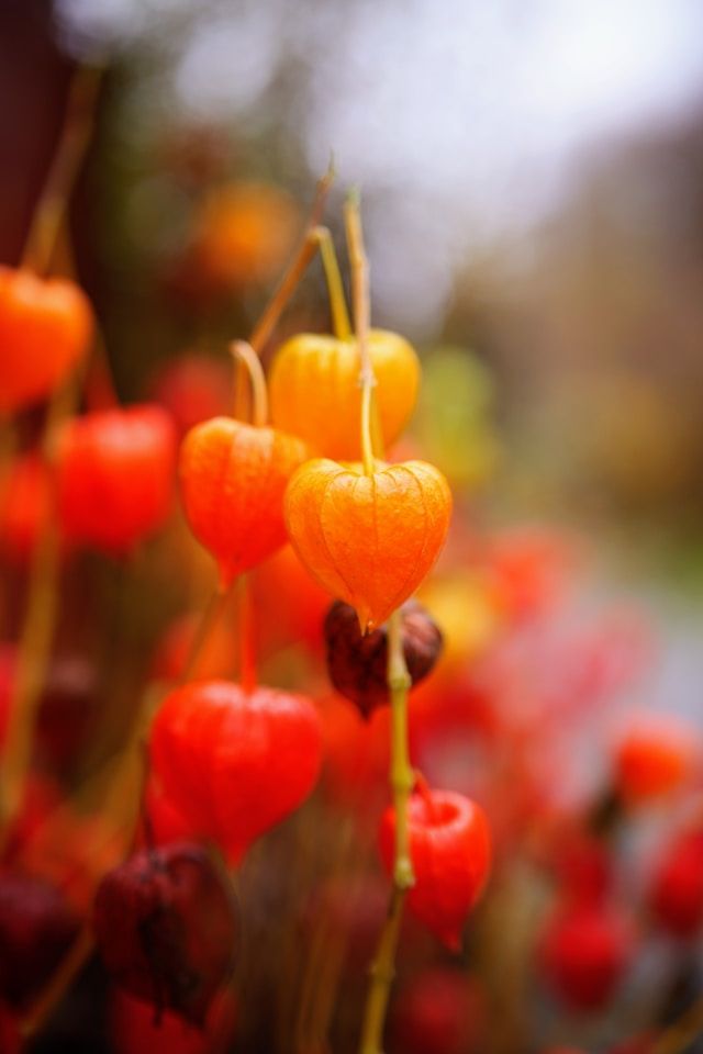 Leuchtend orange und rote Lampionblumen (Physalis alkekengi) mit herzförmigen Hüllen an schlanken Stielen in herbstlicher Nahaufnahme