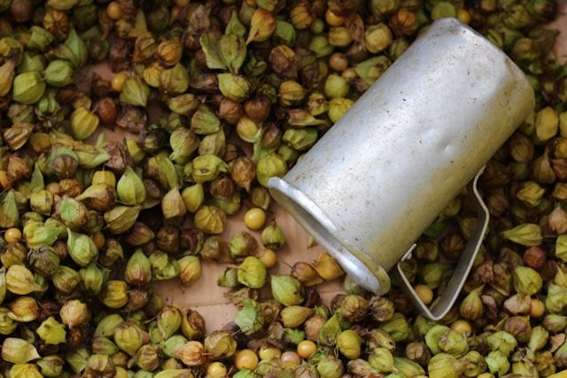 Viele grüne und braune Physalis-Früchte mit papierartigen Hüllen, daneben ein umgestürzter Emaillebecher auf einem Tisch