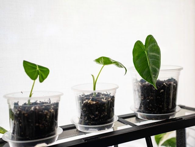 Junge Alocasia-Pflanzen in transparenten Bechern mit Erde