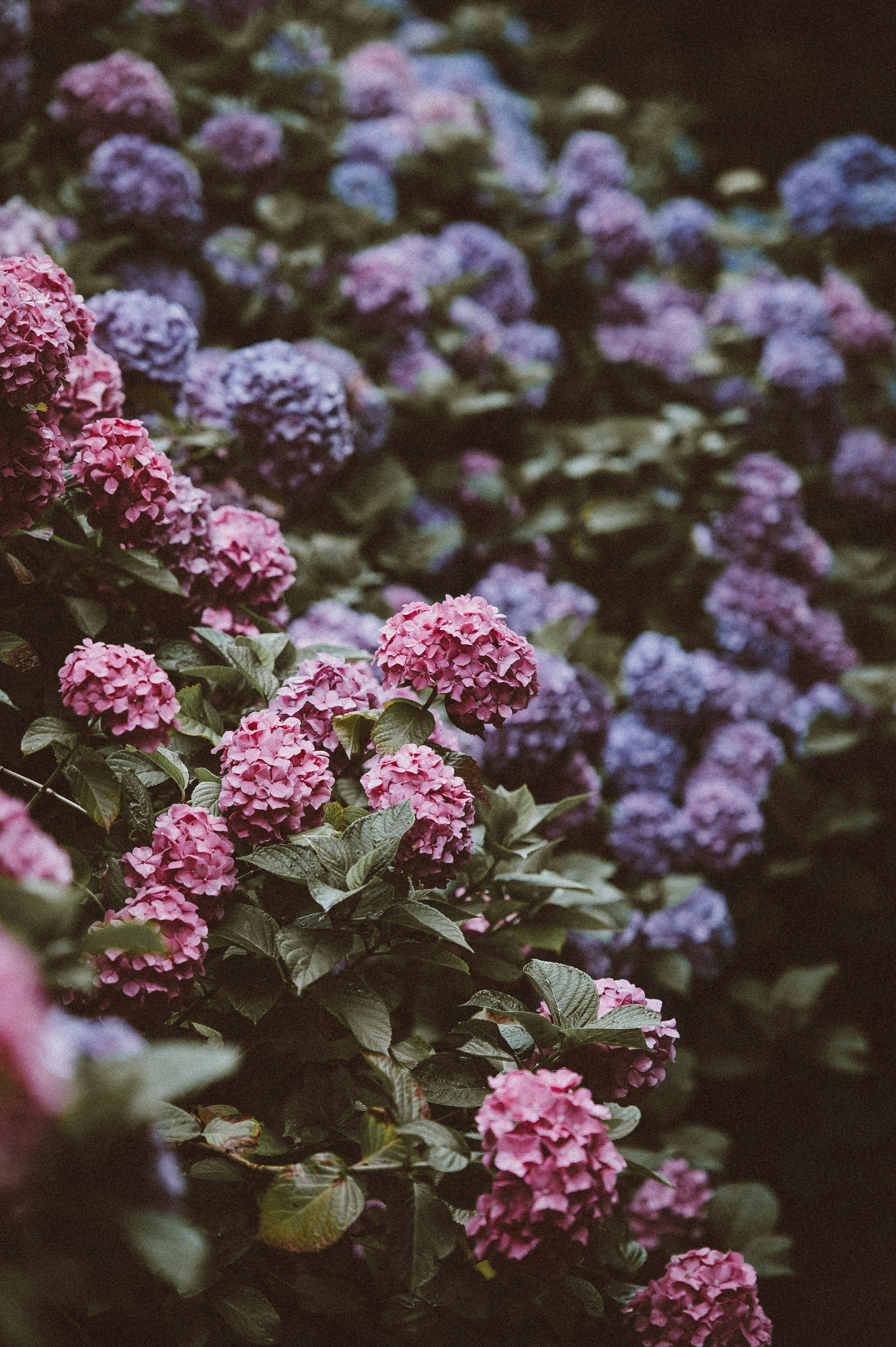 Rosa und blaue Blüte