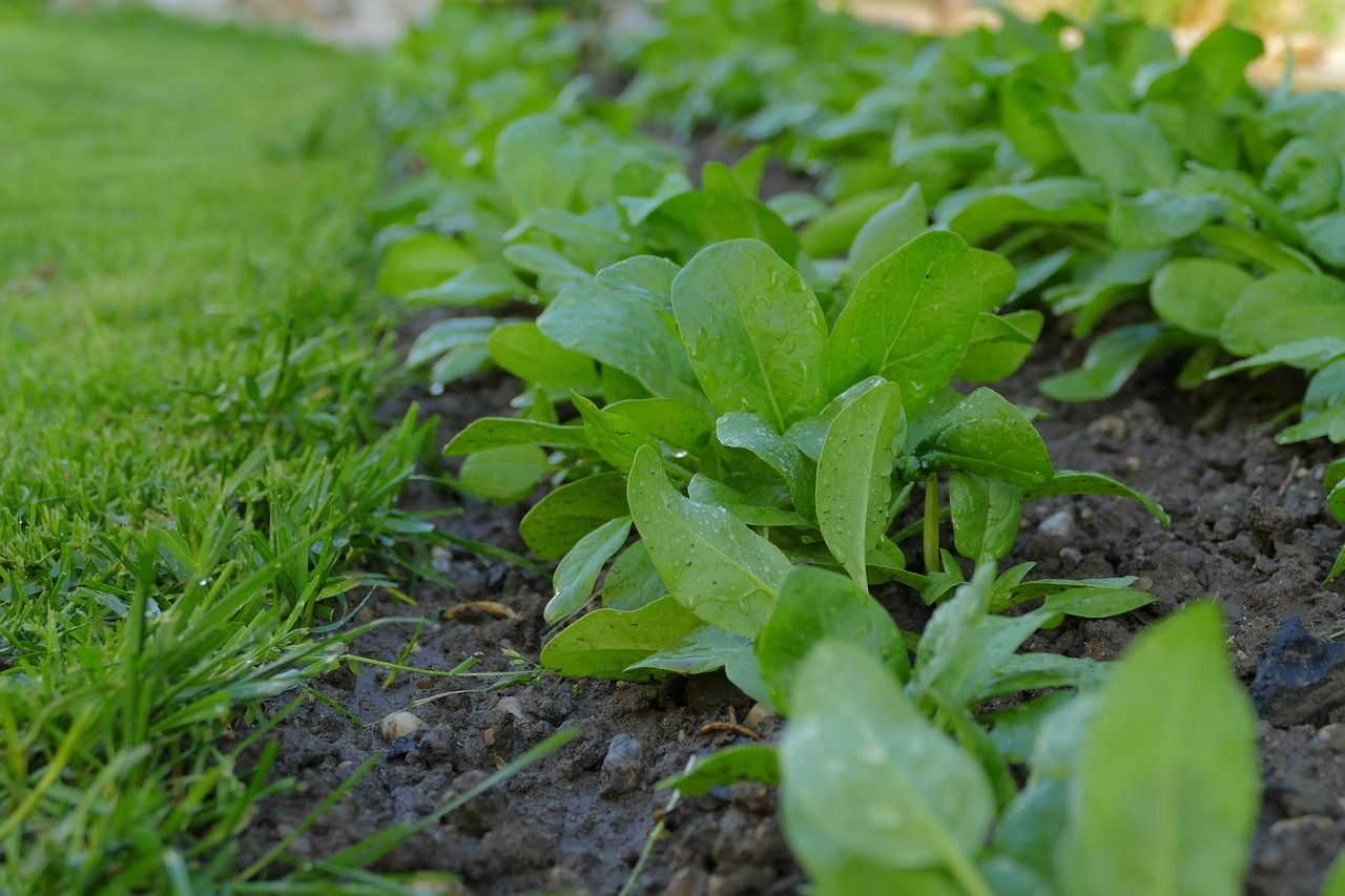 Um erfolgreich Spinat zu säen und anschließend Erträge ernten zu können, müssen Sie Ihr Beet entsprechend vorbereiten.