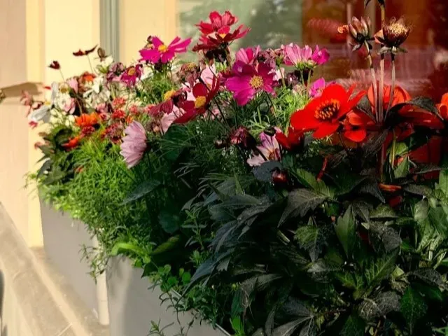 Blumenkasten mit roten und rosa Blüten
