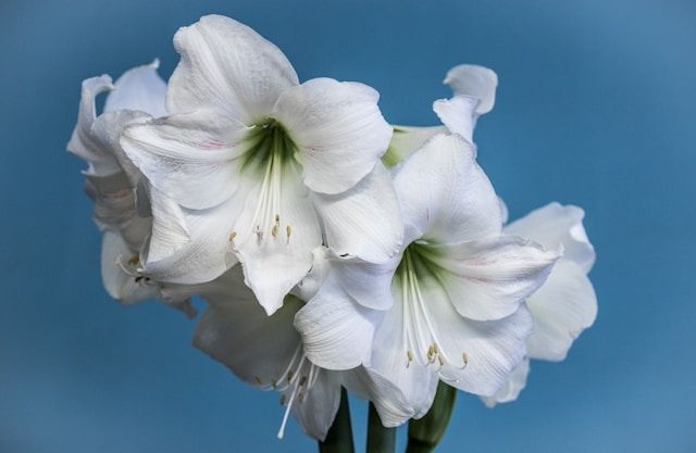 Weiße Amaryllis mit blauem Hintegrund