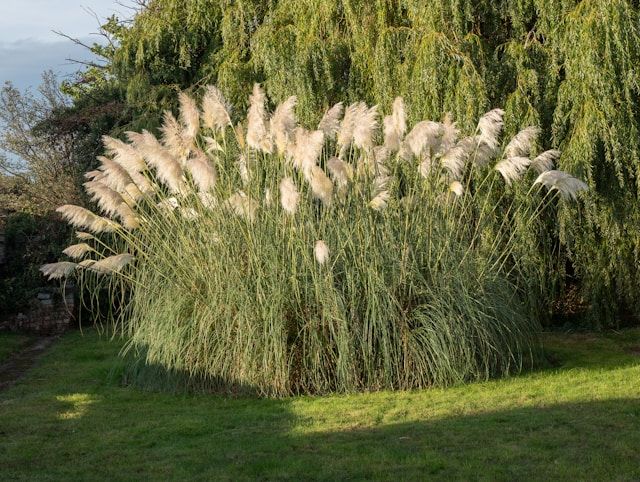 Rasen dngen im Herbst  Fit durch den Winter