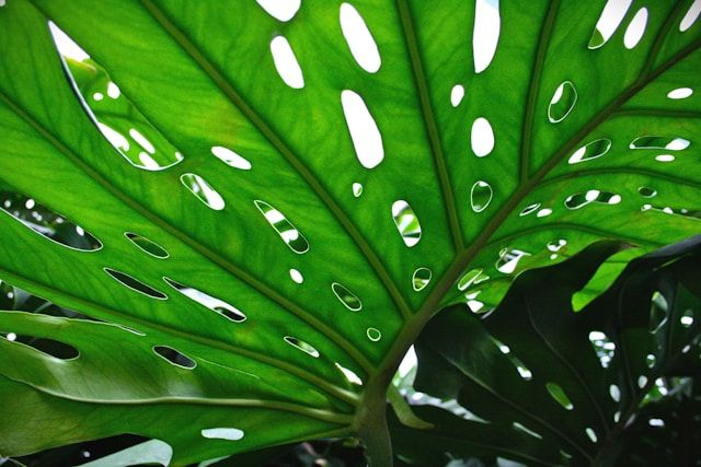 Großes, durchlöchertes Blatt einer Monstera (Fensterblatt)