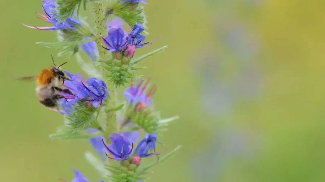 Hummel sammelt Nektar an blauen Wildblüten