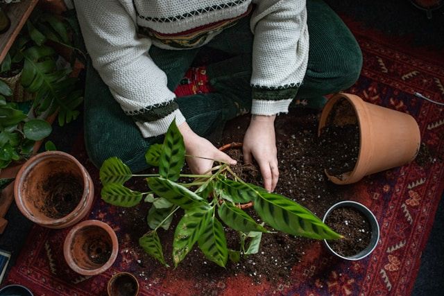 Korbmarante (Calathea) wird in Blumentopf mit Erde auf Teppich umgetopft, Hände bei der Pflanzenpflege