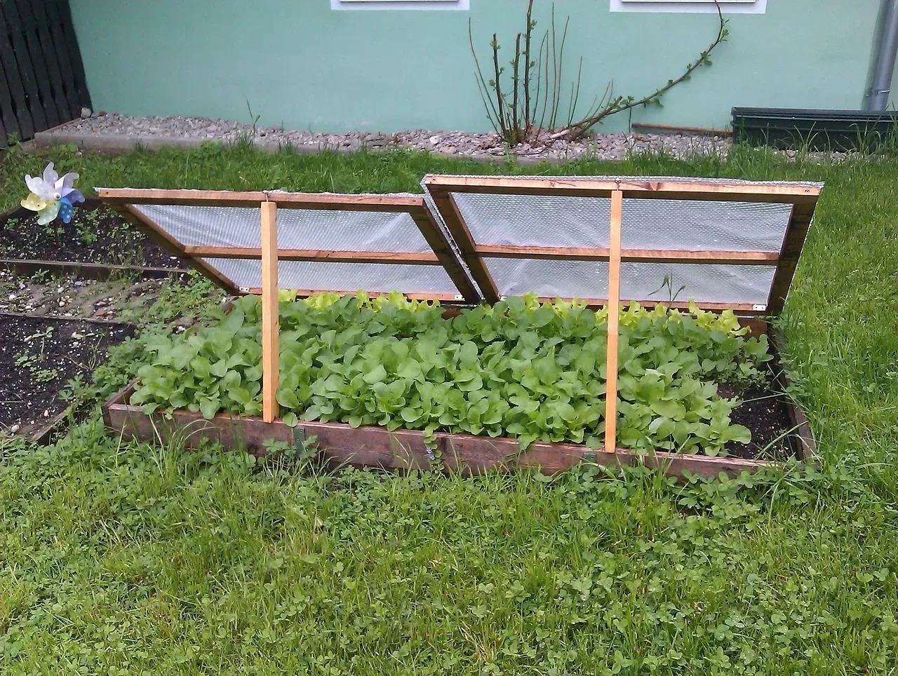 Frühbeet aus Holz mit Abdeckung über Salat im Garten