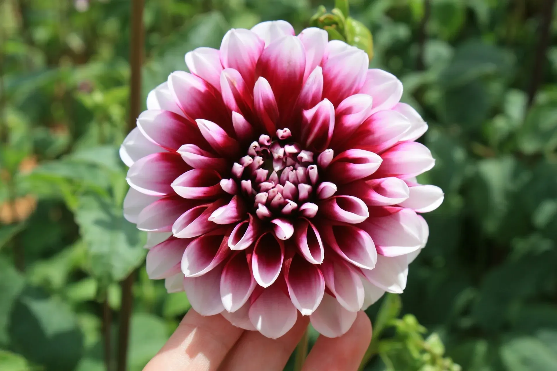 Gefüllte rosa-weiße Dahlienblüte in Nahaufnahme