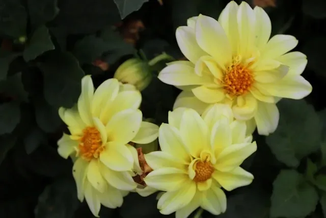 Zartgelbe einfache Dahlienblüten mit offenem, orangefarbenem Blütenzentrum