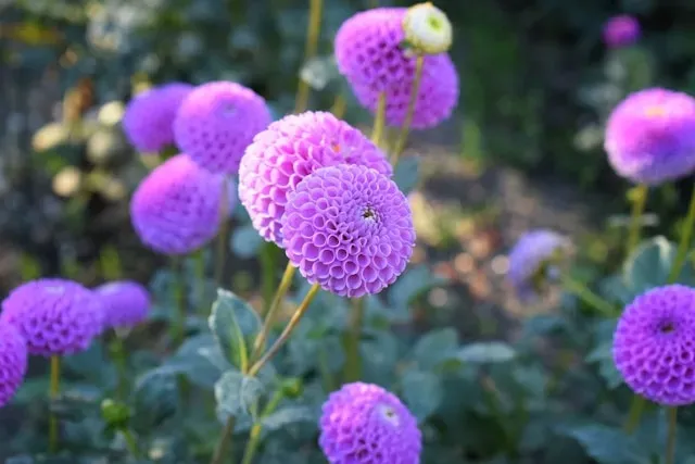Violette Pompon-Dahlien im Gartenbeet