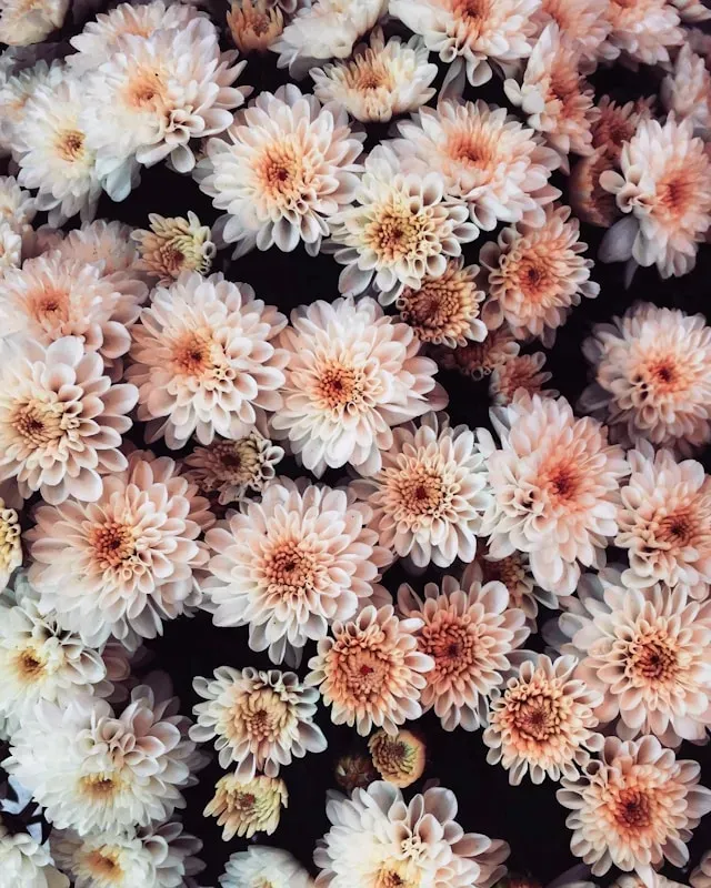 Viele kleine Dahlienblüten in zarten Rosa- und Cremetönen