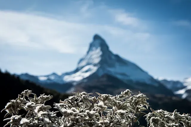 Edelweiß im Vordergrund vor unscharfem Matterhorn