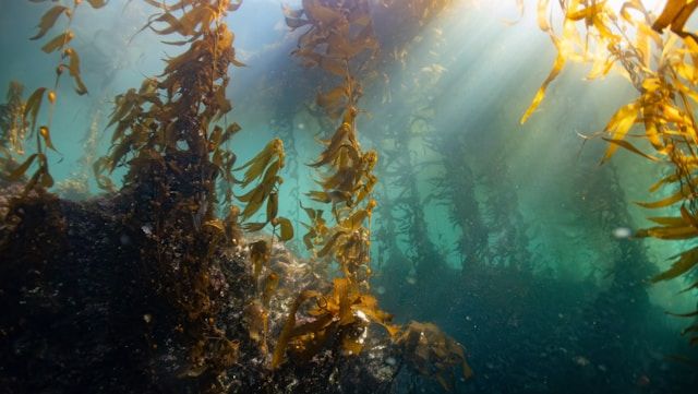 Braunalgen (Kelp) mit langen, bandförmigen Blättern im klaren Wasser, durchzogen von Sonnenstrahlen