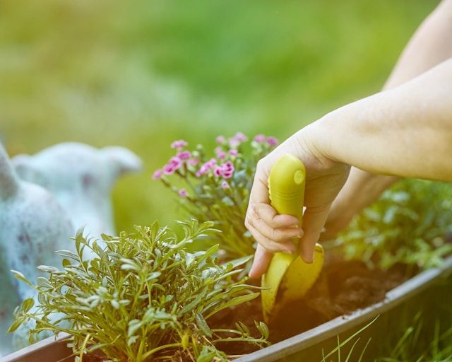Person pflanzt grüne Pflanze mit Handschaufel in Blumenkasten im Freien