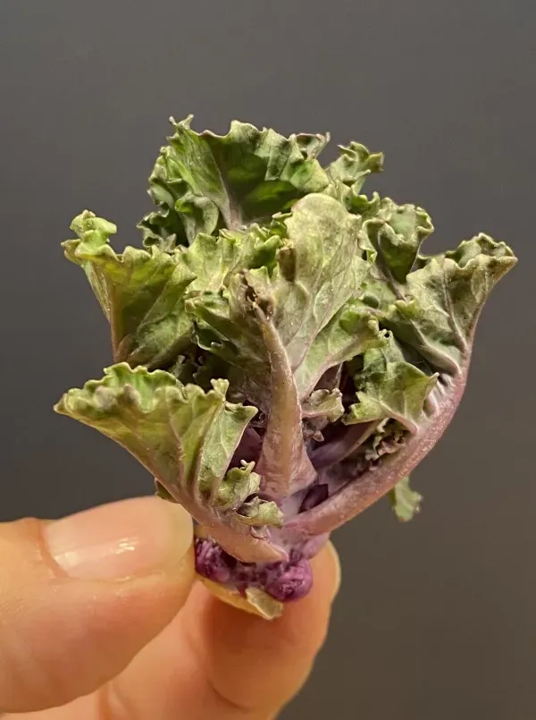 was ist bio saatgut Bio-Saatgutset Gemsegarten