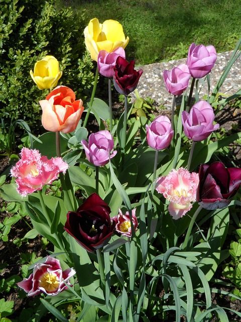 Verschiedene Tulpen im Beet