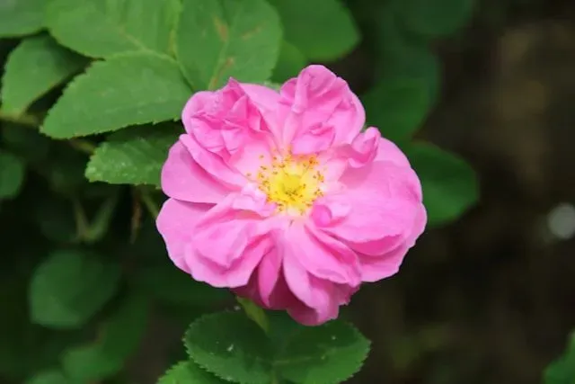 Einfache rosa Wildrose mit gelber Blütenmitte