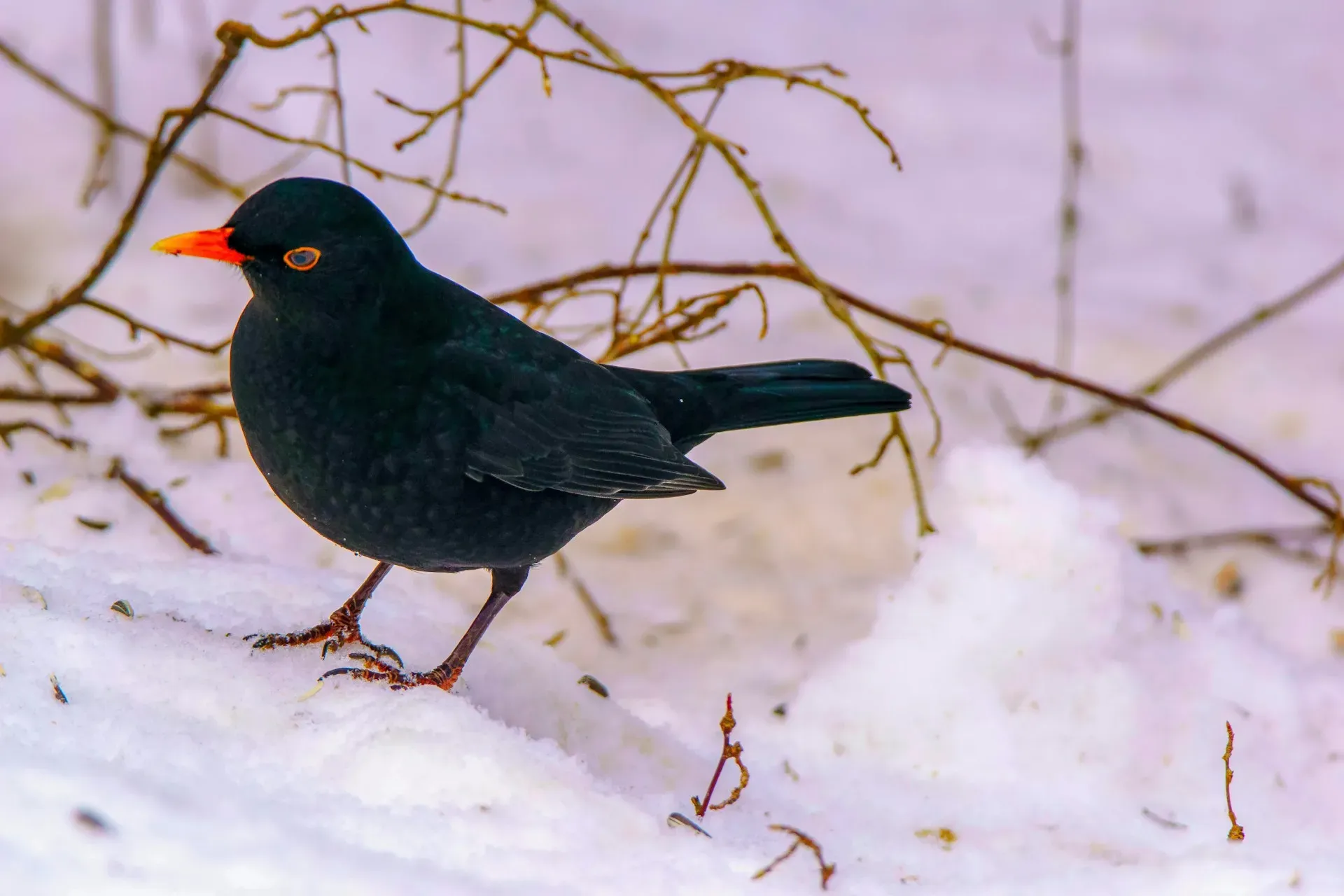 Eine Amsel sitzt im winterlichen Umfeld