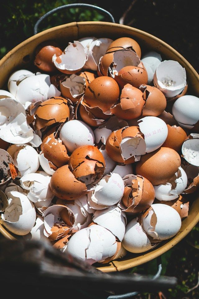 Eierschalen als natürlichen Dünger 