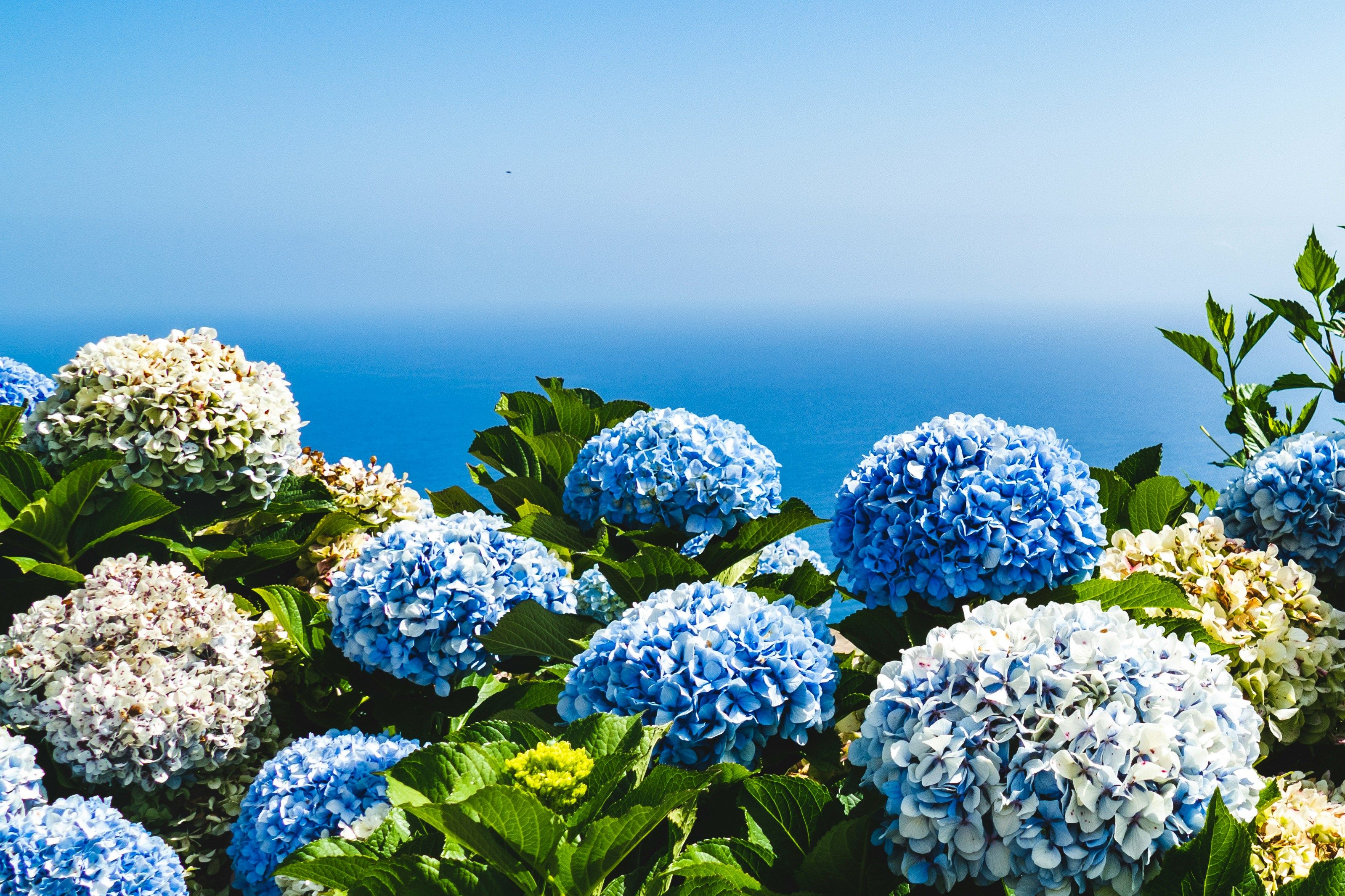 Blaue und weiße Hortensien