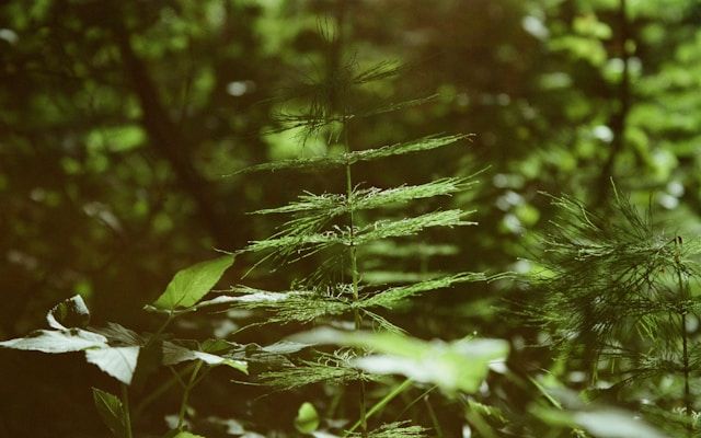 Schachtelhalm (Equisetum) mit quirlförmig angeordneten, feinen Trieben im schattigen Wald