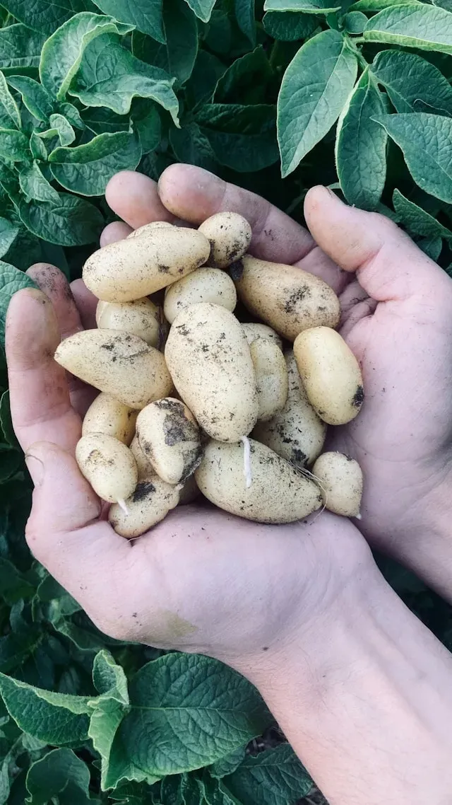Frisch geerntete kleine Kartoffeln liegen erdverschmutzt in beiden Händen vor grünen Kartoffelpflanzen
