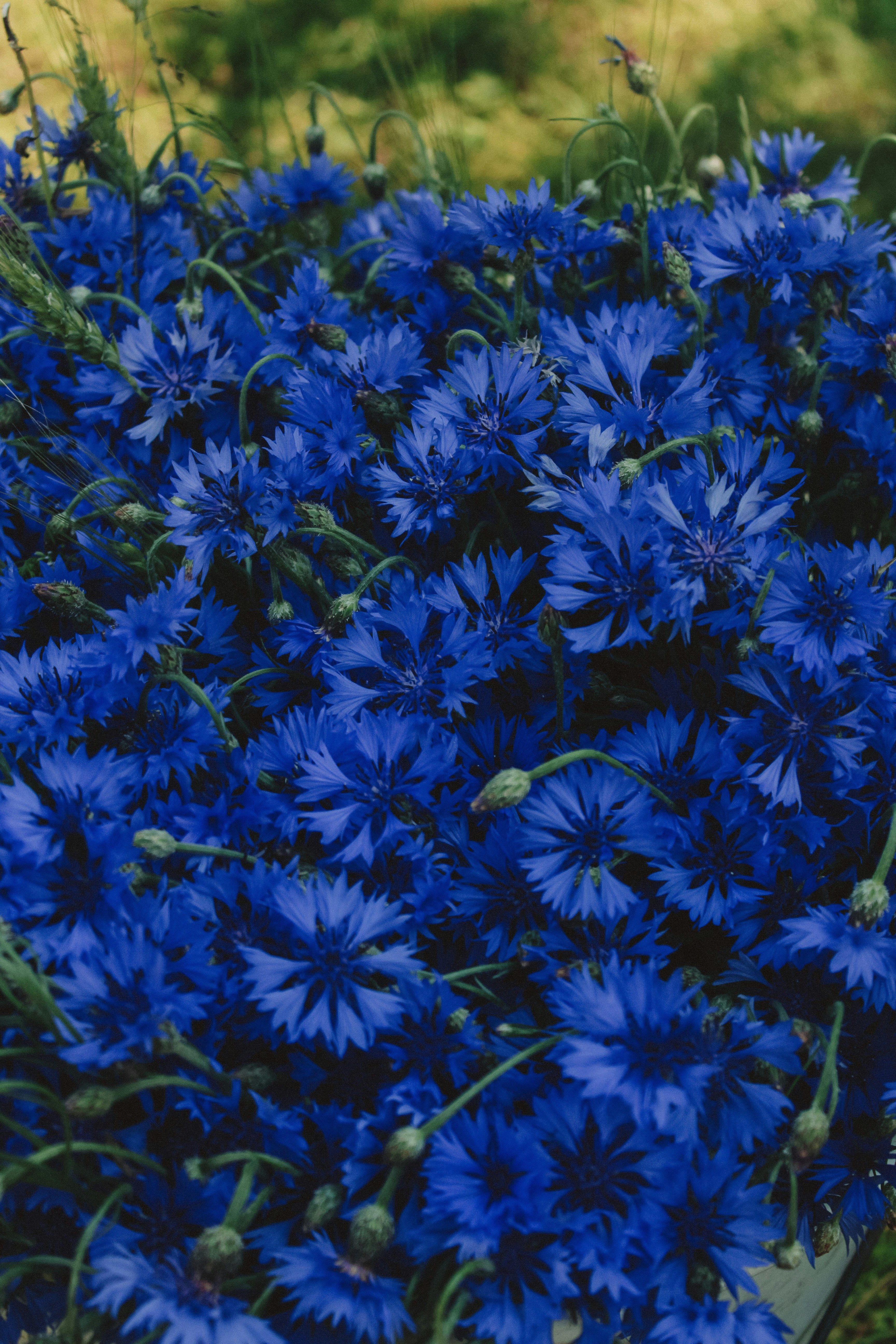 Kornblume "Blauer Junge"
