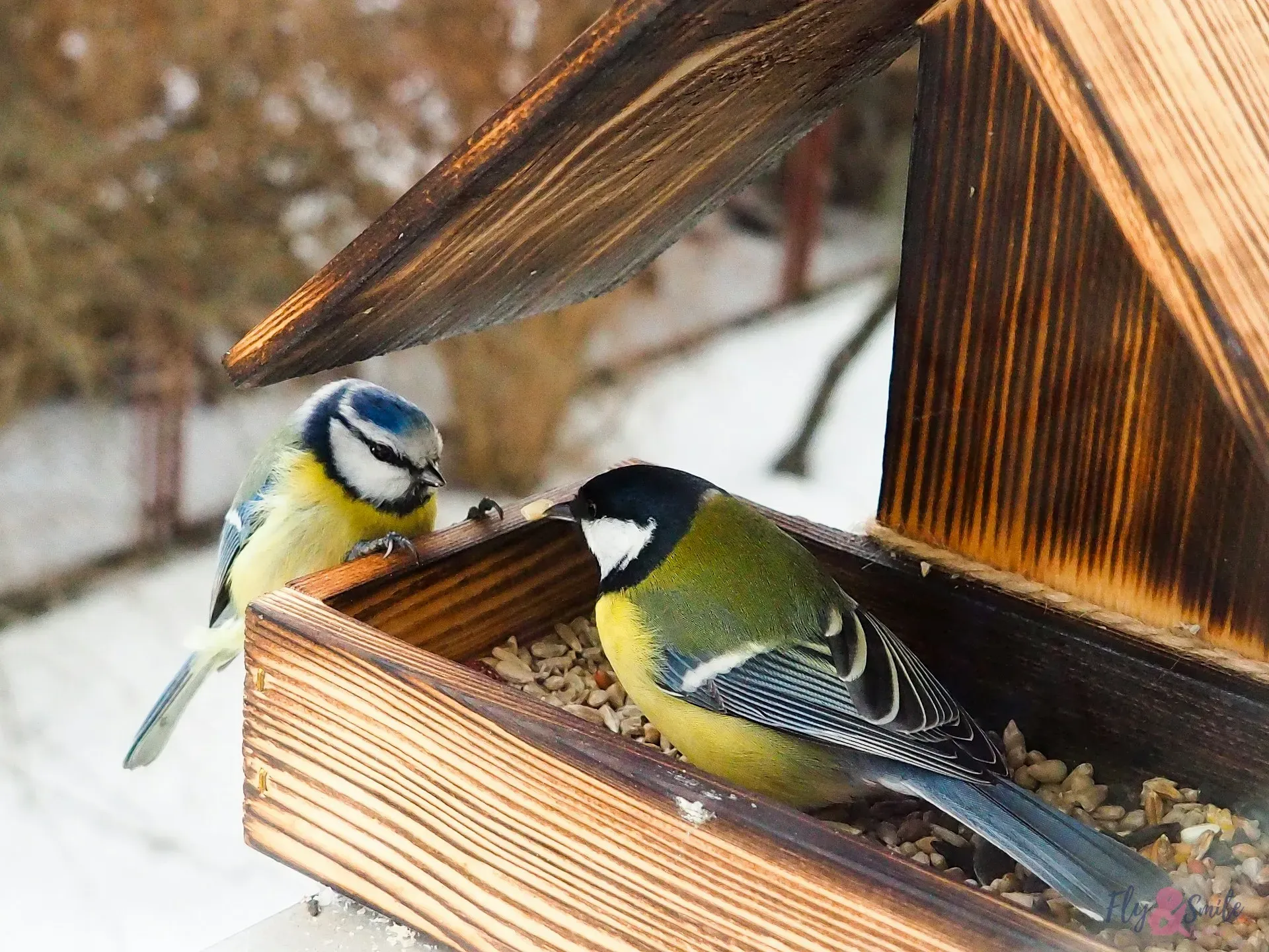 Zwei Meisen sitzen am Vogelhaus und picken Körner aus dem Futterspender
