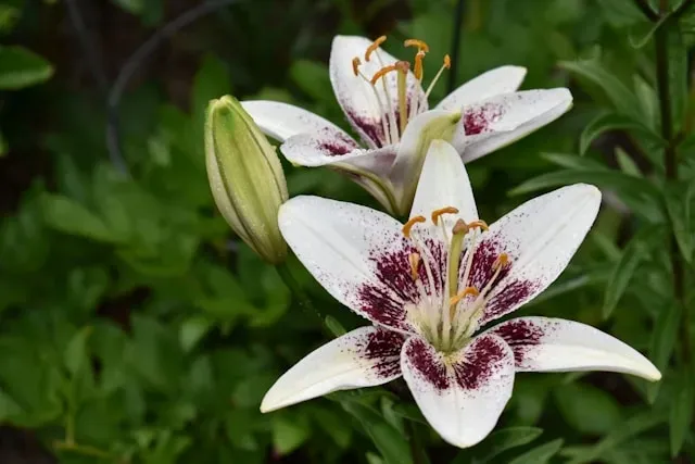 Weiße Lilienblüten mit dunkelroter Zeichnung und gelben Staubgefäßen vor grünem Hintergrund