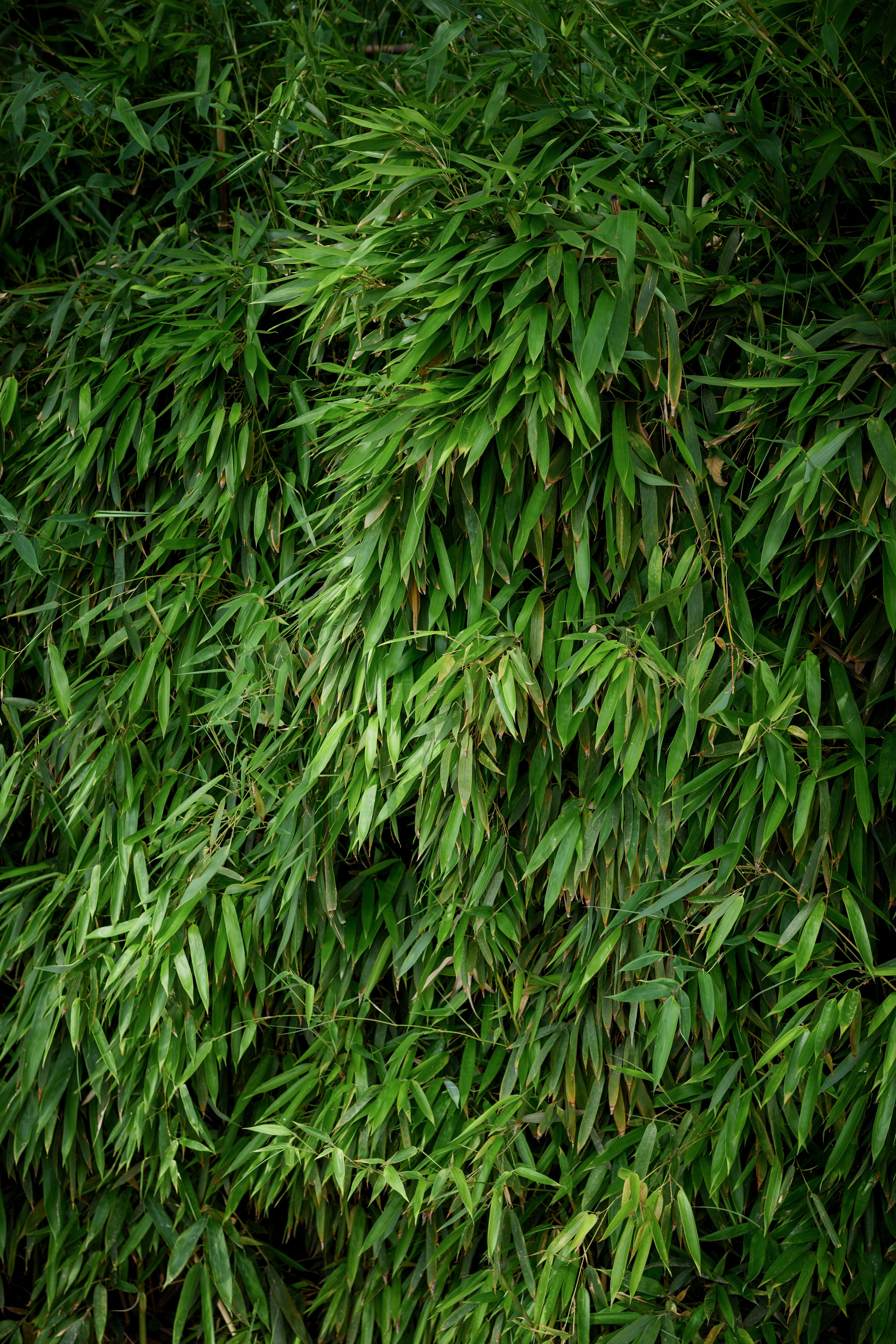 Bamboos