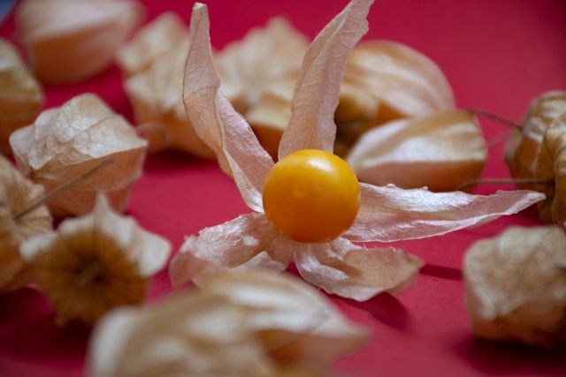 Geöffnete Physalis mit leuchtend gelber Beere, umgeben von zarten, papierartigen Hüllblättern auf rotem Hintergrund in Nahaufnahme