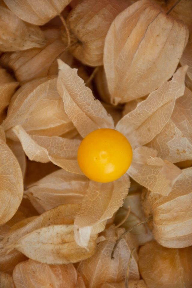 Geöffnete Physalis mit leuchtend gelber Beere, umgeben von zarten, beigefarbenen, papierartigen Hüllblättern in Nahaufnahme