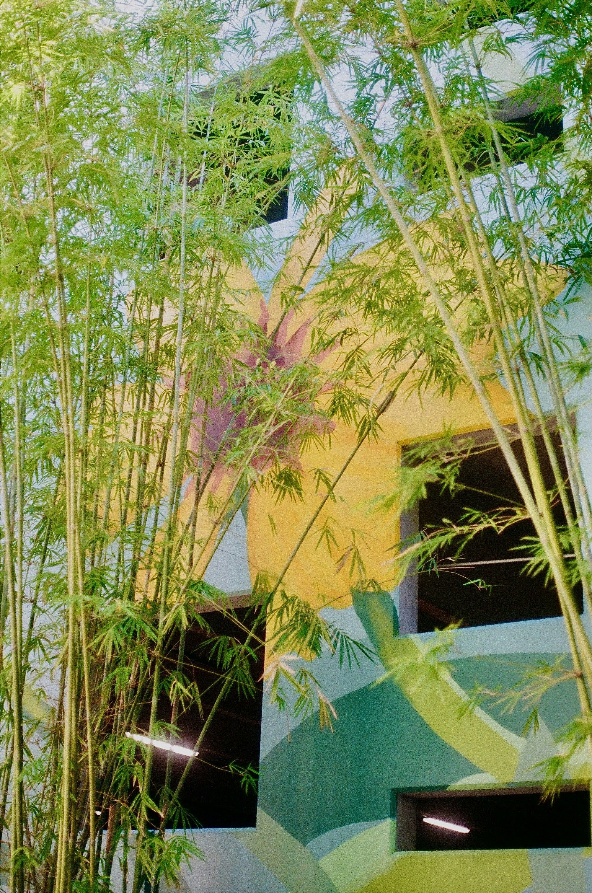 Bamboos in der Stadt