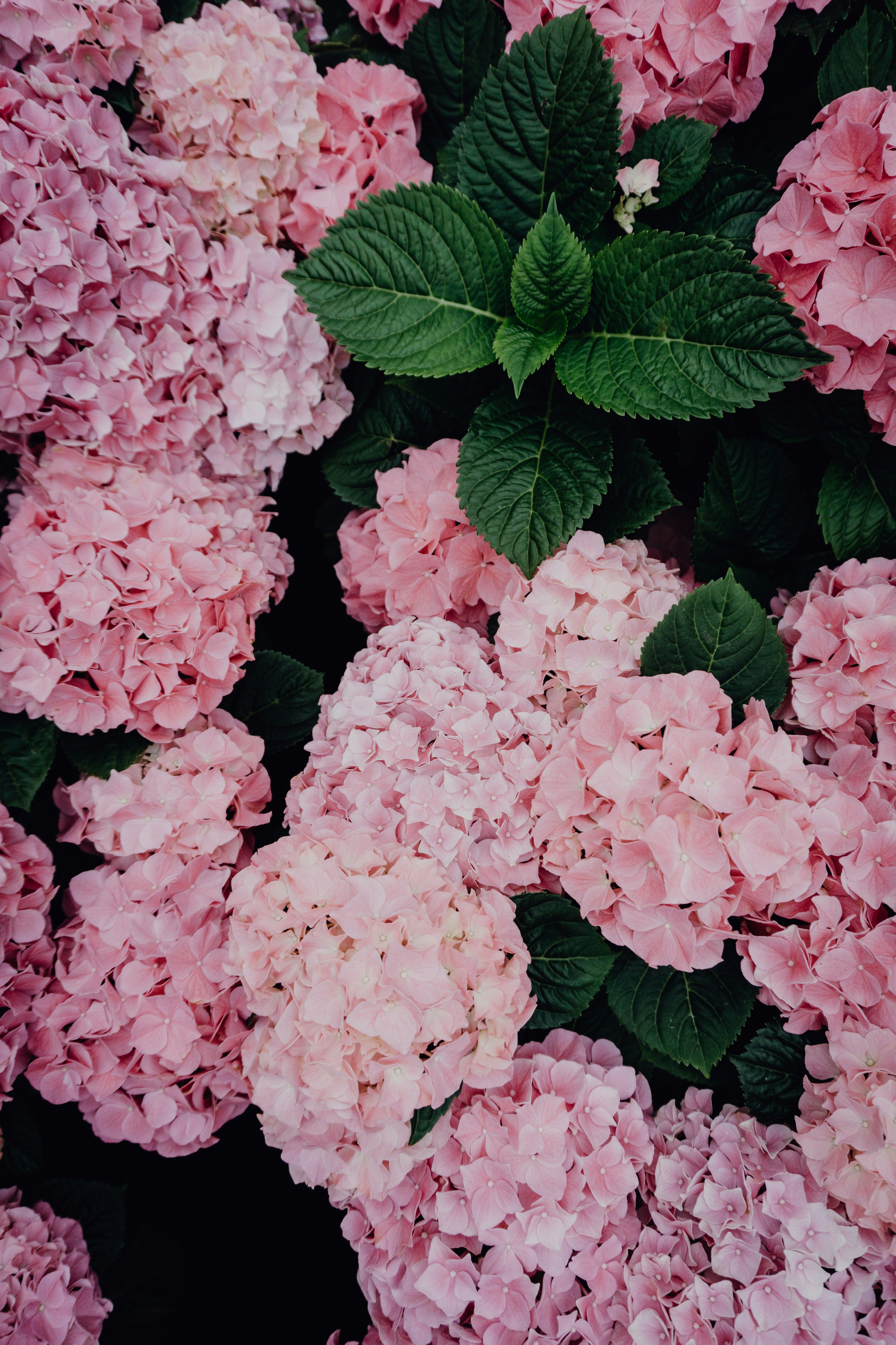 Rosa-blätterige Hortensie