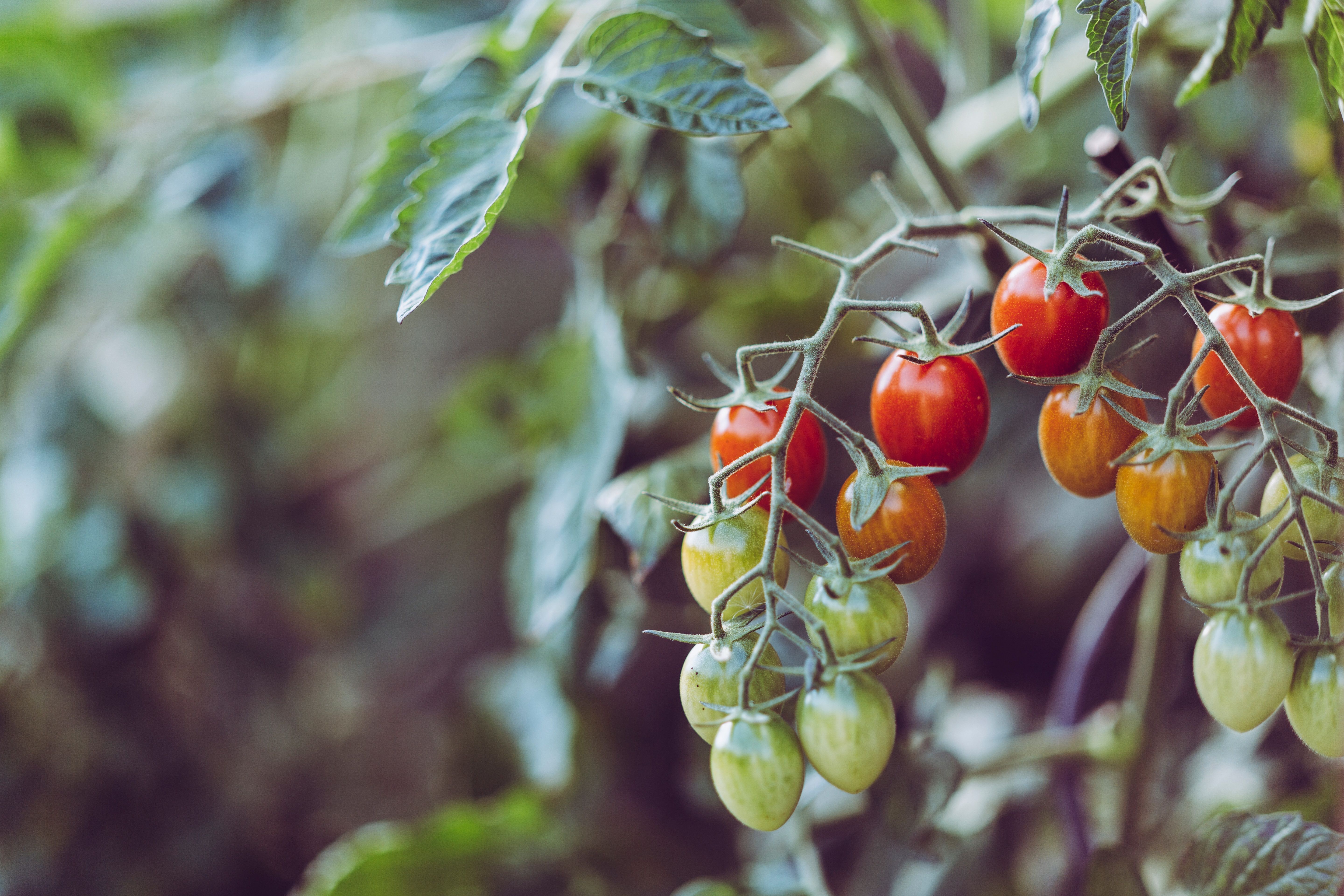 Tomaten aussäen: Tomatenpflanze mit cherry tomaten