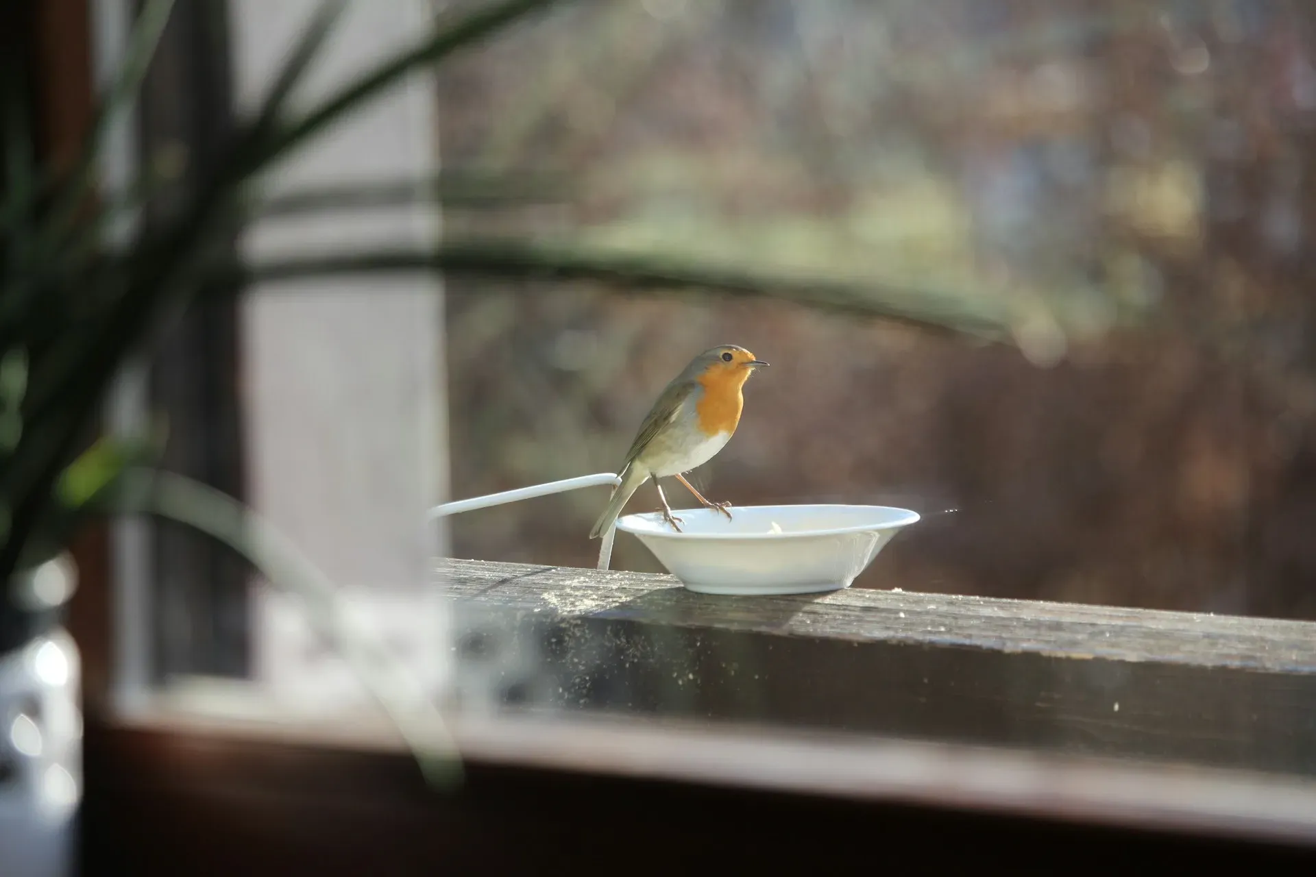 Ein Rotkehlchen trinkt aus einer Schüssel auf der Fensterbank.